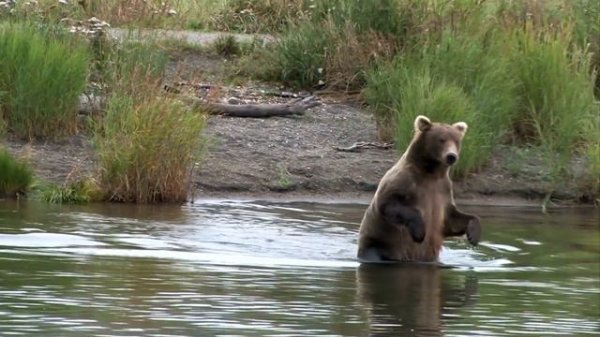 Amazon - Explore wild animals| Animal planet TV