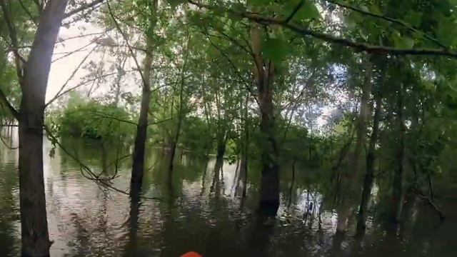 Сибирские джунгли. Siberia jungle. смотреть онлайн