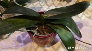 ОТЁКИ НА ЛИСТЬЯХ ФАЛЕНОПСИСА _ ЧТО ДЕЛАТЬ _