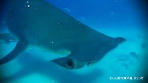 Сказочный дуэт. Сказочное погружение №3. Рыба-молот. Познавательное видео.