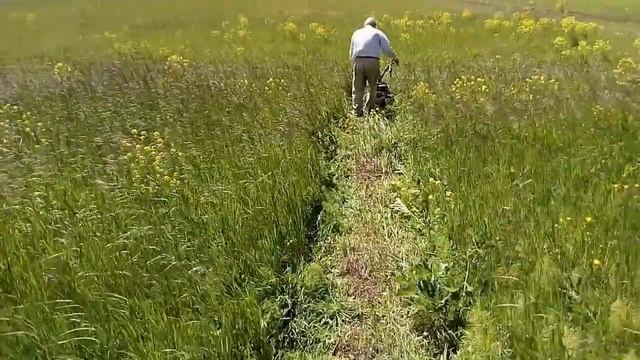 Косилка немецкая AL-KO. Свежая трава для коровы. смотреть онлайн