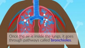 Human body organs for kids - Circulatory system, digestive system and respiratory system for kids