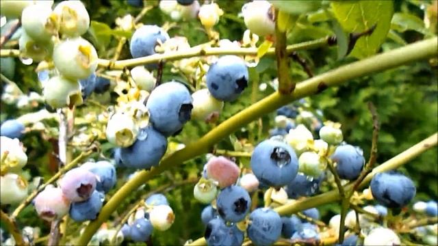 Highbush blueberry - Vaccinium corymbosum - Huckleberry - borówka amerykańska смотреть онлайн