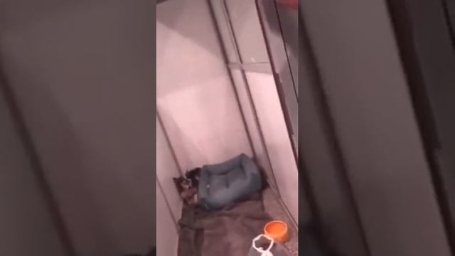 Собака Роза в «Командоре» #1 смотреть онлайн