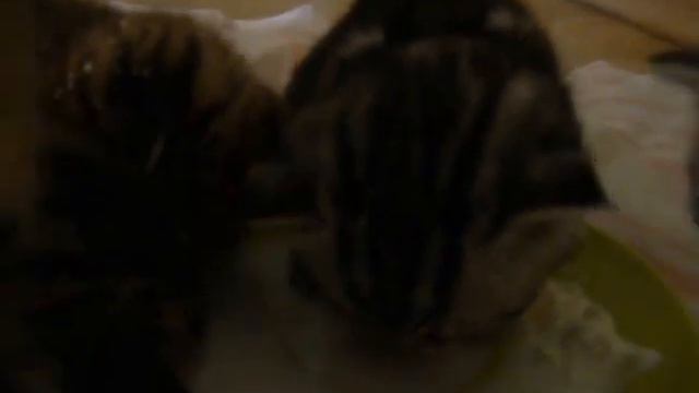 Шотландские вислоухие котятки смотреть онлайн