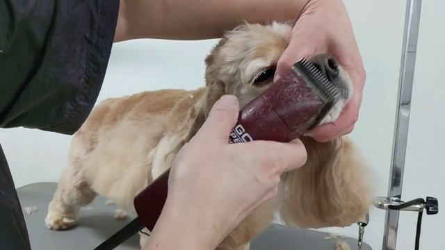 Grooming a Cocker Spaniels Head смотреть онлайн