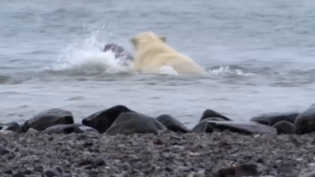 Даже Киты становятся жертвами этого Охотника! Белый медведь - беспощадный хозяин Ледяной пустыни! смотреть онлайн