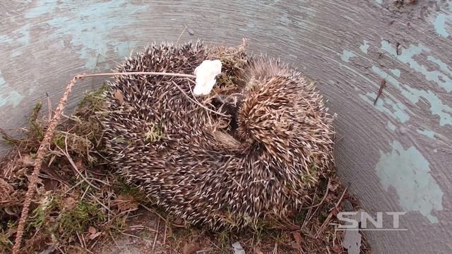 Хищник в деревне, лесной ёжик смотреть онлайн