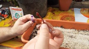 ВАНЬКА МОКРЫЙ (бальзамин) размножение черенками,лёгкий способ черенкования.