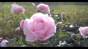 Плетистая роза Нахема (rose Nahema) Суперароматная роза, обзор сорта, мои впечатления, 10.07.2022