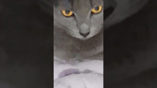 У кошки маруси пошла вода из носа. Через два дня ей будет три годика смотреть онлайн