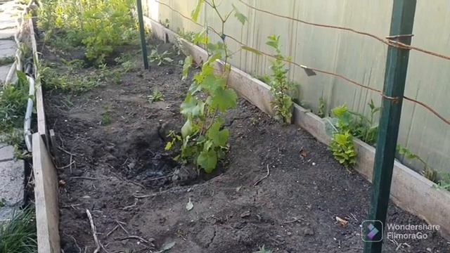 109. 4 Сотки. Обработал Розы. Подкормил виноград для созревания лозы. Пересадил клубнику..mp4 смотреть онлайн