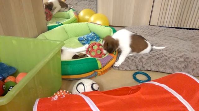 Щенки #койкерхондье (голландский спаниель ) смотреть онлайн