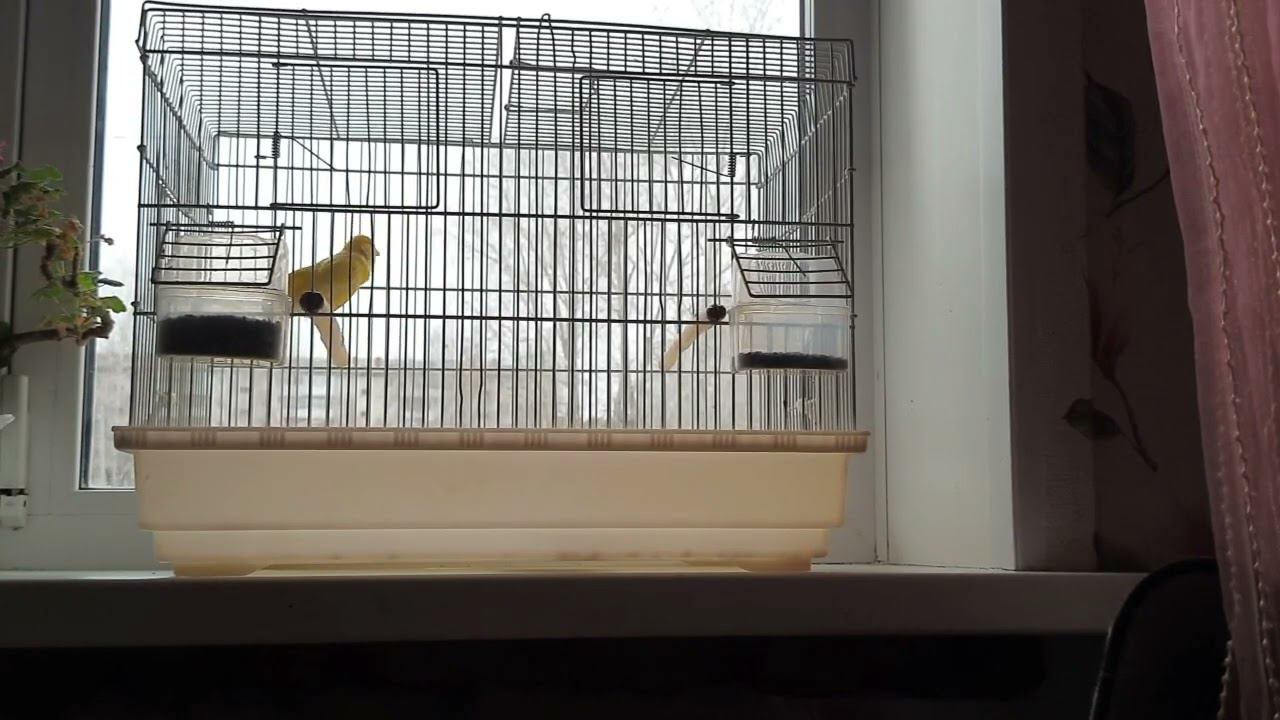 Песня кенаря 13.11.2022 год. смотреть онлайн