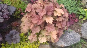 Обзор моих самых любимых сортов гейхер....