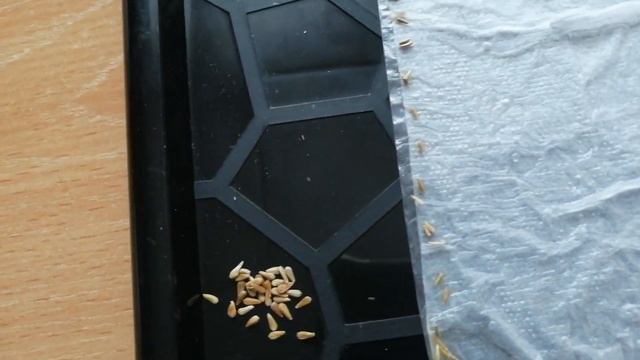 Сею семена цветов в закрутки. смотреть онлайн