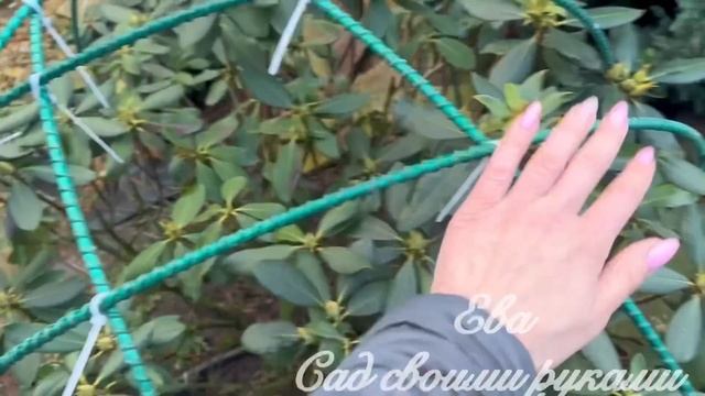 ‼️ГОТОВИМ РОДОДЕНДРОН К ЗИМЕ‼️? смотреть онлайн
