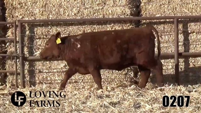 Lot 76 Ash Valley Lady 0207 смотреть онлайн
