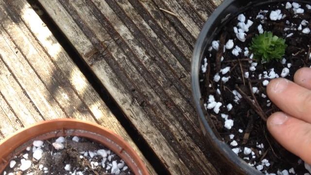 Propagating Alpine Saxifrage