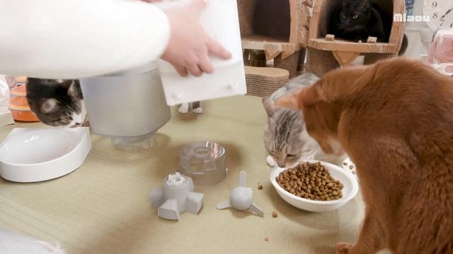 【検証】１週間フードボックスに入ったご飯を食べるのか？猫たちに試してもらった。Homerunpetのスマートペットフィーダー смотреть онлайн
