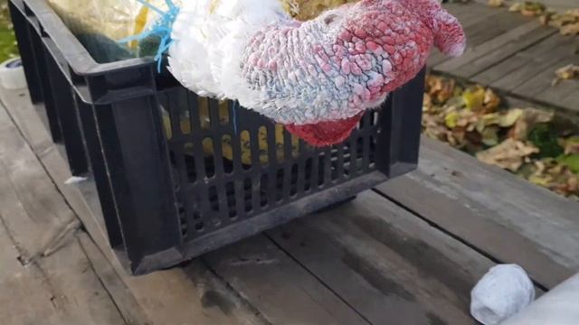 Индюки Биг-6 в возрасте 6,5 месяцев. Взвешивание до и после забоя. смотреть онлайн