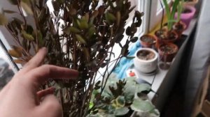 Зачем нужен БАГУЛЬНИК / Эксперимент