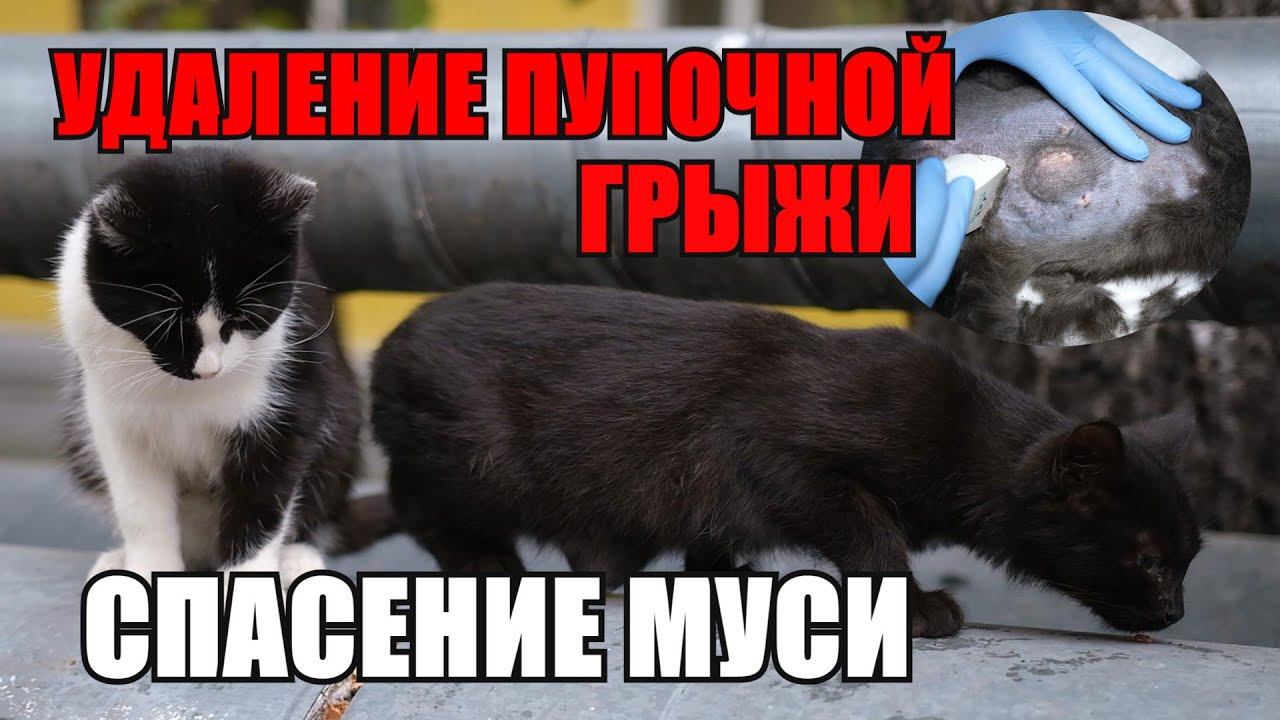 Маленькая ранка могла стать последней для Муси смотреть онлайн