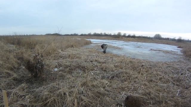 Сажаем утку на лёд, (открытие) Весенняя охота 2021 03 20 смотреть онлайн