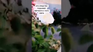 ГАЛИНА БАСКАКОВА. ГДЕ ПРАВДА?