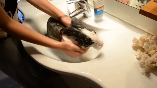 Кролик принимает ванну смотреть онлайн