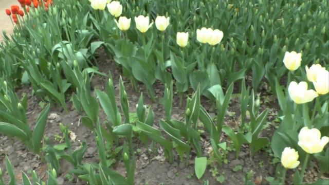 Прогулка по весеннему Ботаническому саду МГУ на Проспекте Мира смотреть онлайн