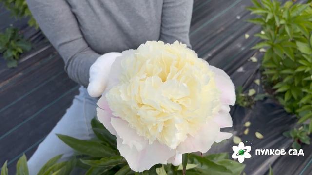 Touch of Class peony. Так Оф Класс пион. Пулков сад смотреть онлайн