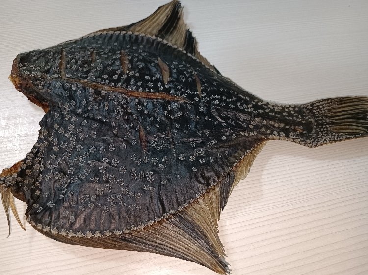 Вяленая камбала. смотреть онлайн