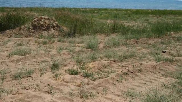 Моро едет к морю