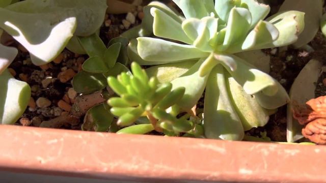 Almanya’da balkondan çiçekler sukulentler Orkideler haberler#vlog #keşfet #upsc смотреть онлайн