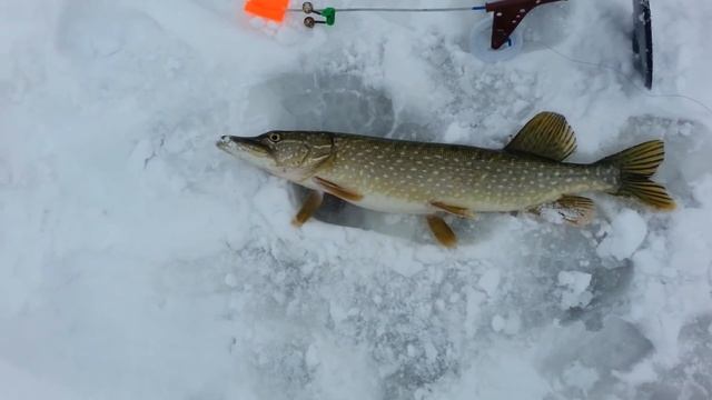 Воронежское вдхр. Рыбалка. Январь 2017 смотреть онлайн