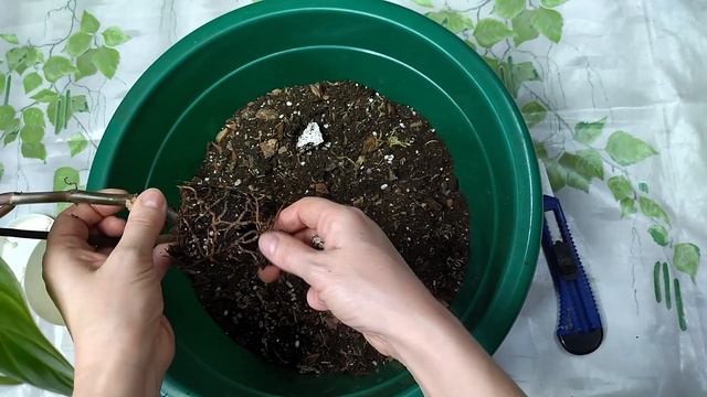 филодендрон краснеющий | пересадка растений | грунт