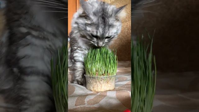 Как коты едят траву - Сибирский кот смотреть онлайн