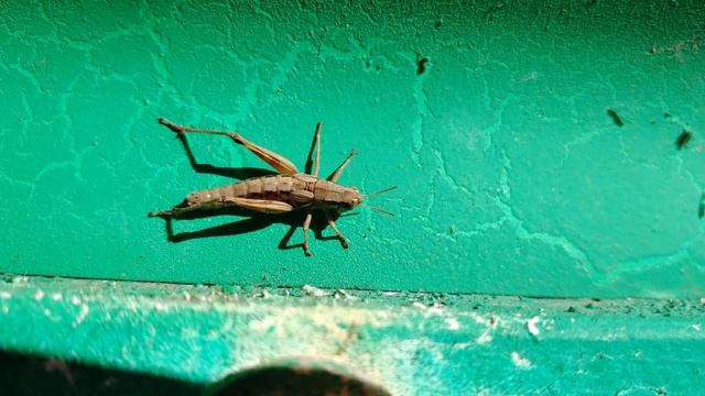 Grasshopper with LG V40 Manual Mode Main Camera! смотреть онлайн