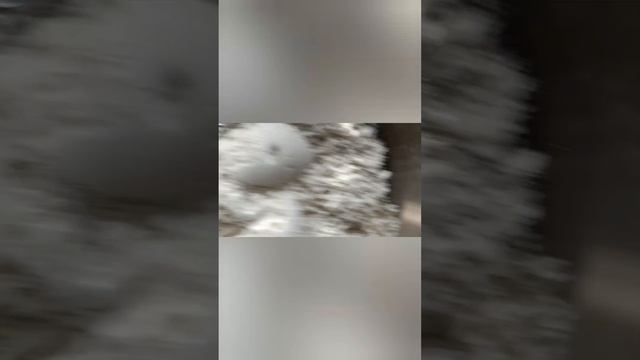 Шарлотка всего из 5 ингредиентов