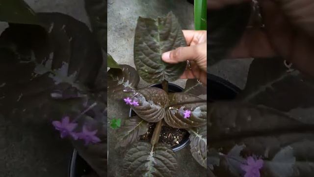 Chocolate leaf plant смотреть онлайн