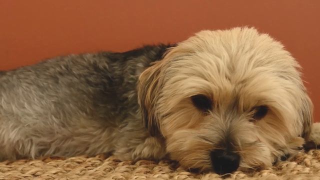 Приколы с животными. Смешные собаки. Приколы. Юмор.Прикольные собаки.Дрессировка собак.funnydogs