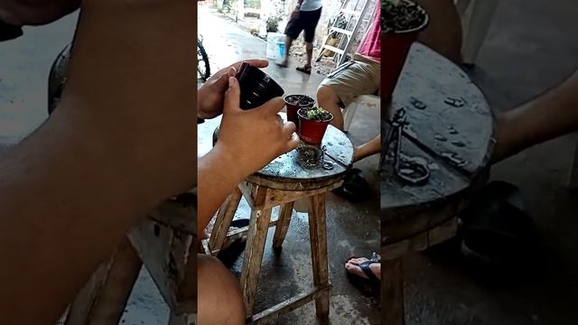 Transplante de Drosera Burmannii смотреть онлайн