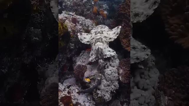 Маскировочная окраска воббегонгов смотреть онлайн