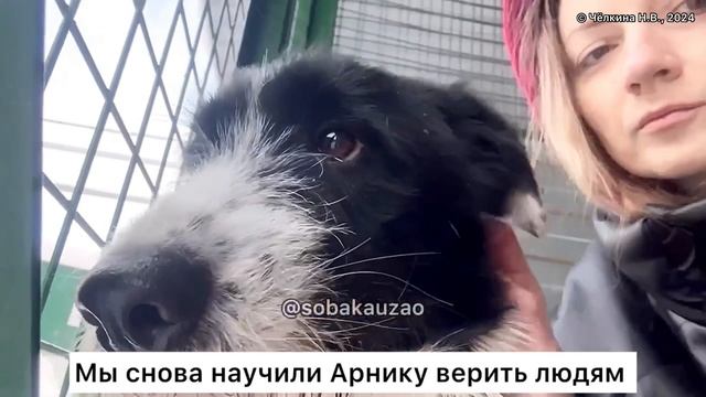 Арника ищет хозяев! Приют «Щербинка». Проект Собака Юзао смотреть онлайн