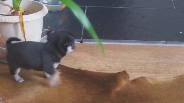 Французская булочка смотреть онлайн