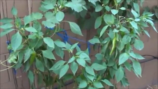 GROWING PEPPERS UPDATE, Serrano, Anaheim And Jalapeno Peppers Are Looking Good!