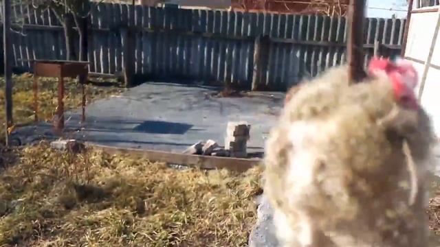 Мышь замкнуло )))) смотреть онлайн