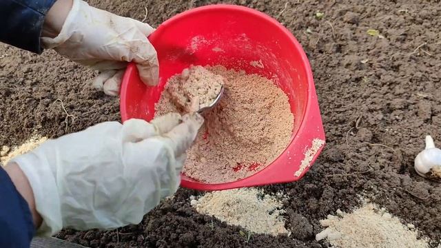 92. ПРАВИЛЬНО высаживаем ЧЕСНОК под ЗИМУ. смотреть онлайн