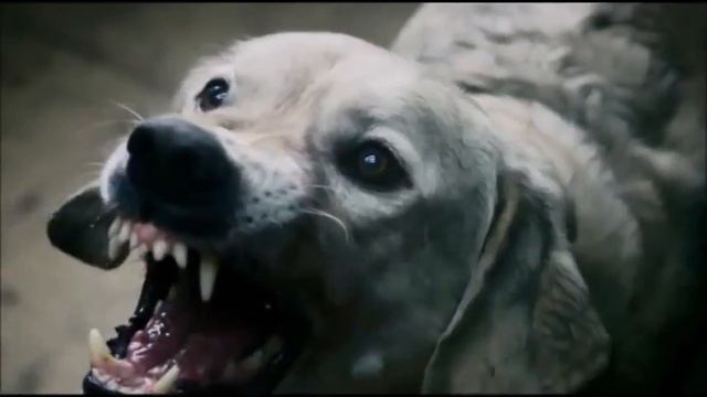 Бранимир (Александр Паршиков) 